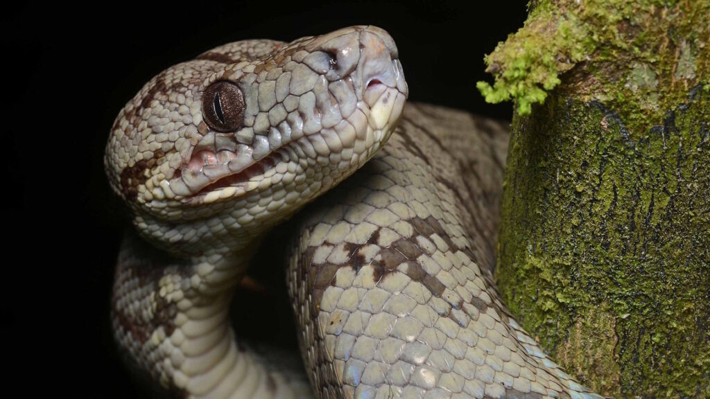 Closeup of Amazon tree boa head