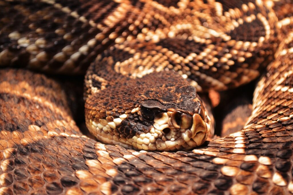 Detailed close-up of a snake's head and body, highlighting its textured scales and striking features.