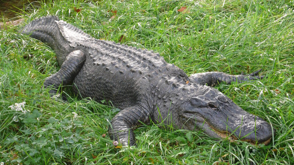 A large American alligator resting on green grass, its rugged, dark-scaled body and powerful limbs clearly visible.