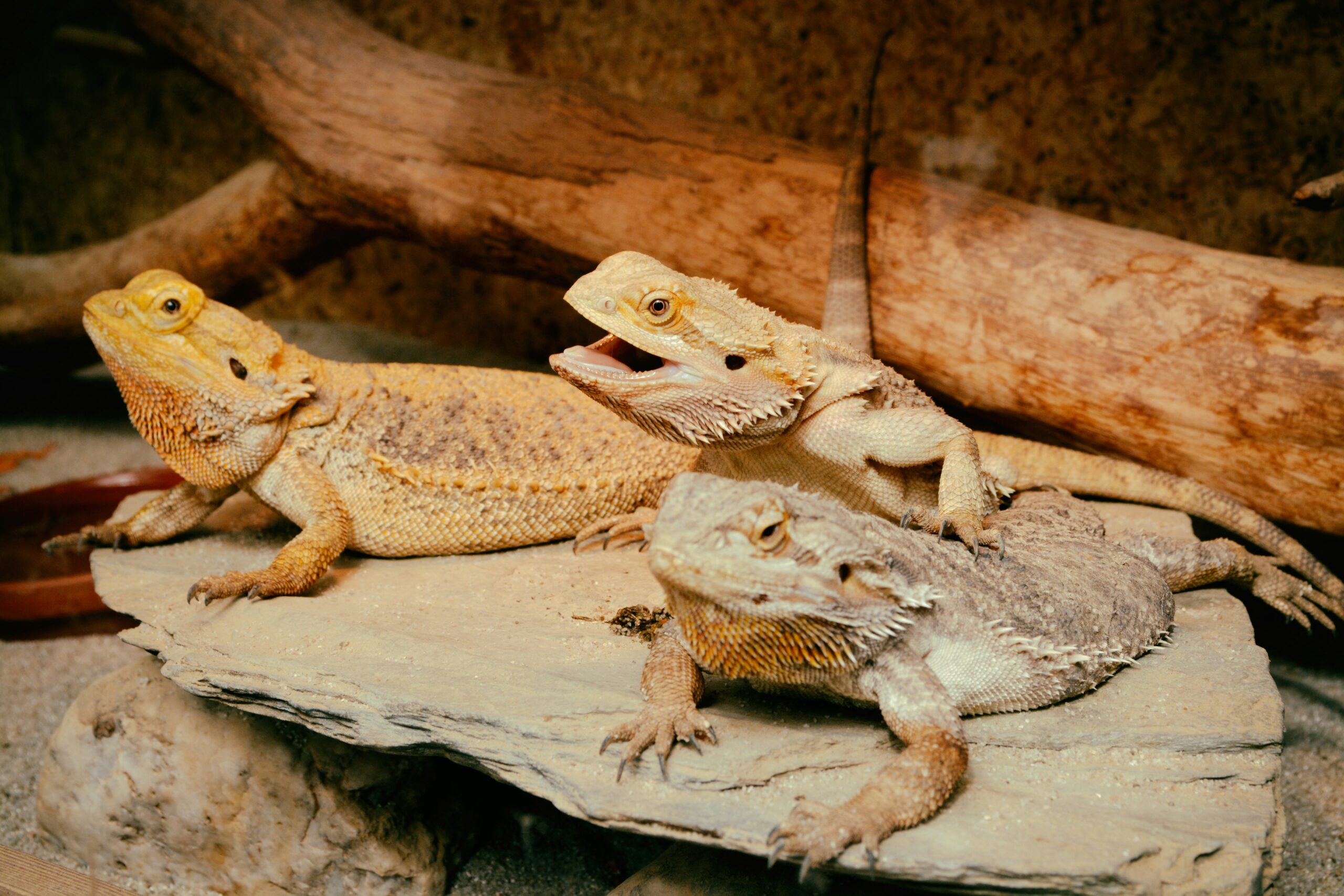 The Most Social Lizard Species – Which Ones Enjoy Company?