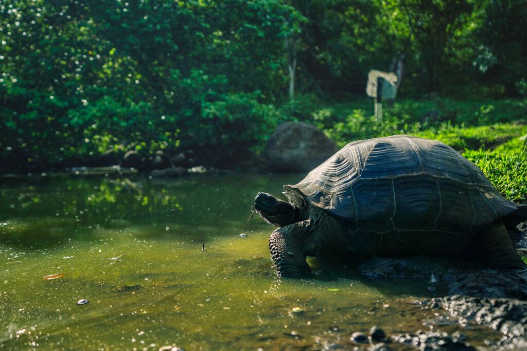 A large tortoise slowly walks through a clear stream, surrounded by lush greenery and gentle ripples of water.
