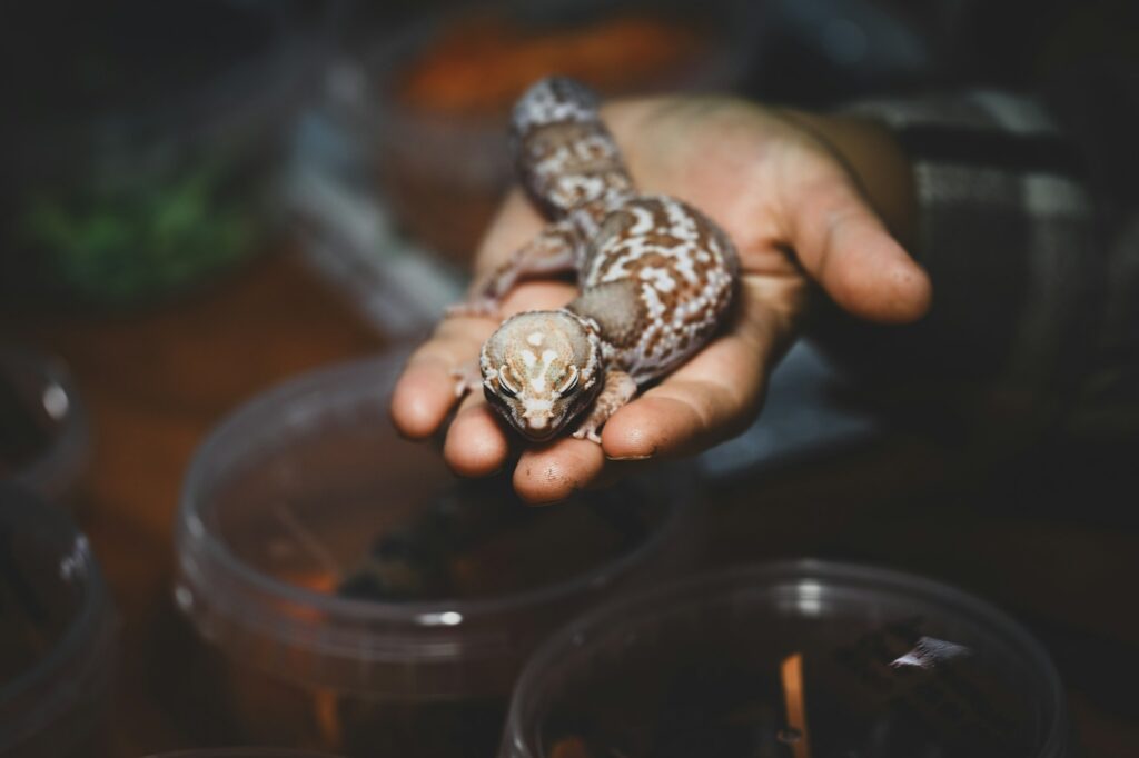 A hand holds a lively lizard, displaying its bright colors and the person's fascination with this unique reptile.