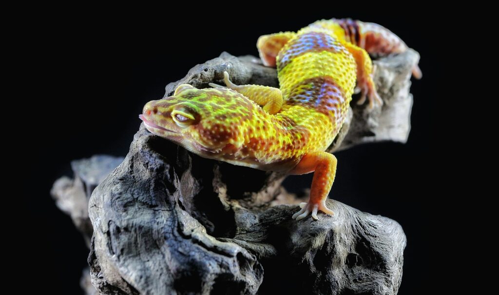 A vibrant gecko perched on a textured tree trunk, showcasing its colorful patterns against the natural wood backdrop.