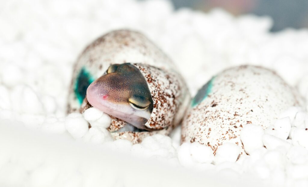 A baby gecko is comfortably resting on its eggs, illustrating the protective behavior of reptiles during incubation.