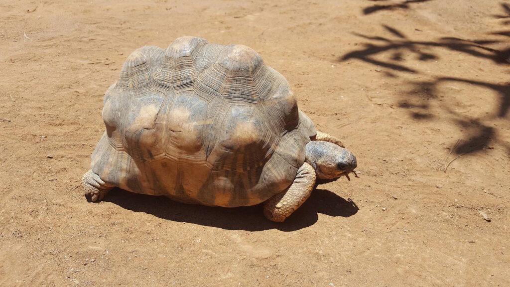 A tortoise with a highly domed, textured shell resting on dry, sunlit ground.