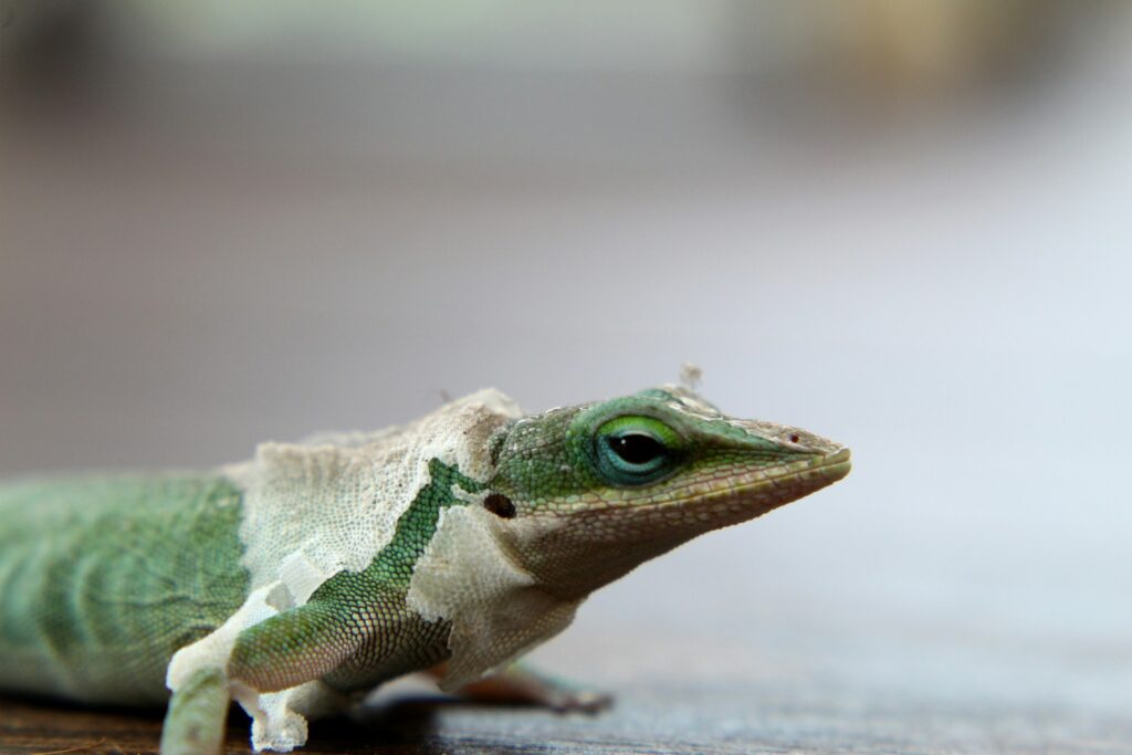 Lizard with a distinctive white head and vibrant green body, perched on a branch in a natural setting.
