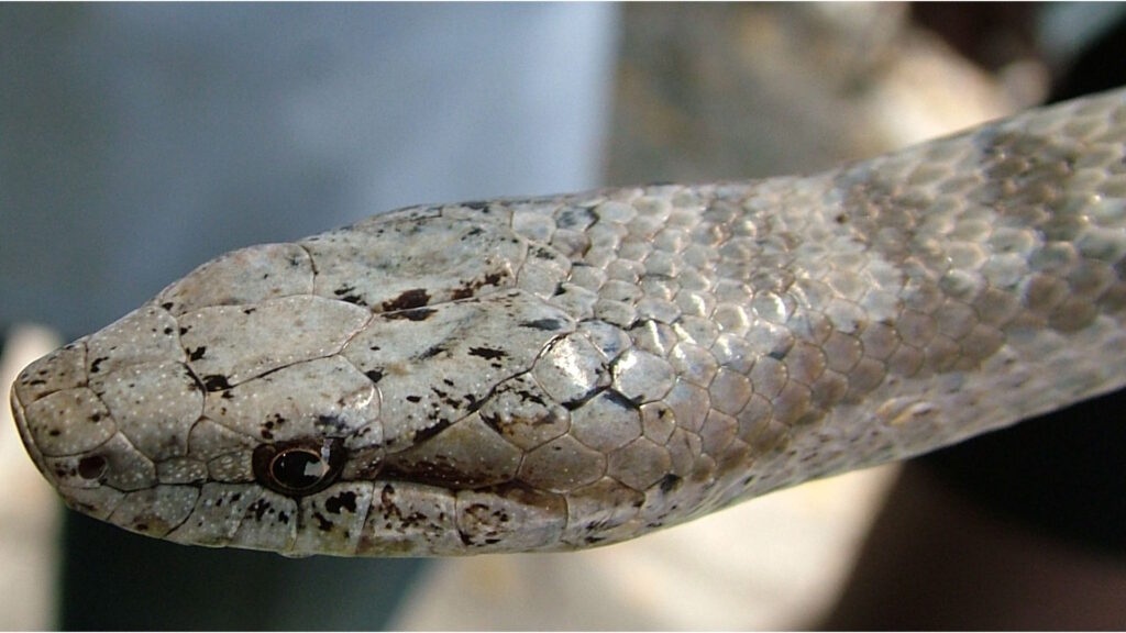 Close-up of the head of an Antiguan racer snake