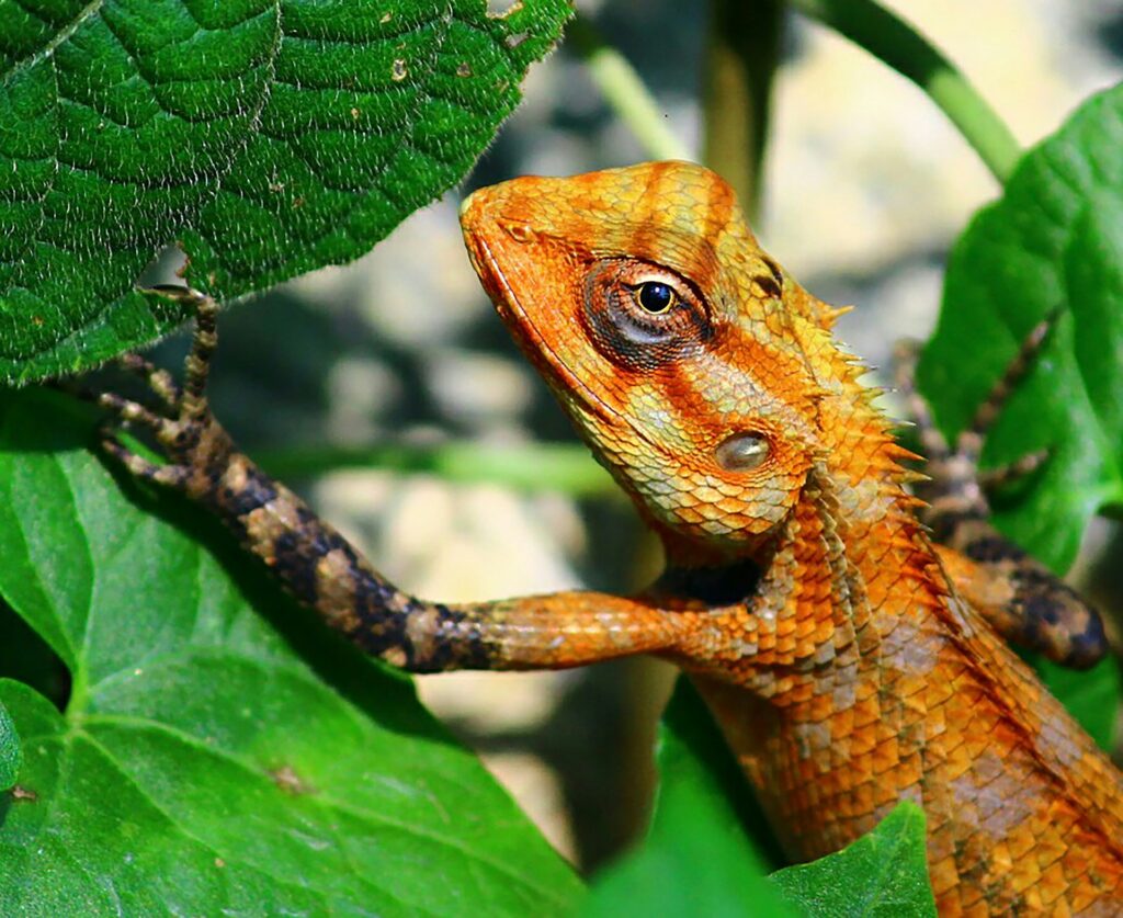 An orange lizard perched on a vibrant green leaf, showcasing its striking color against the natural backdrop.
