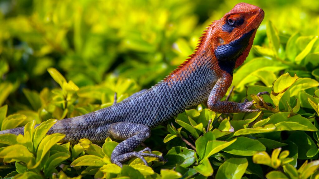 A vibrant lizard with a red and blue head perched atop green bushes, showcasing its colorful features in a natural setting.