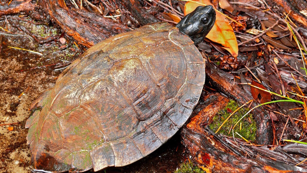 An Asian leaf turtle (Cyclemys dentata) with a dark, ridged shell and black head rests on damp forest floor among wet leaves, moss, and tree roots.