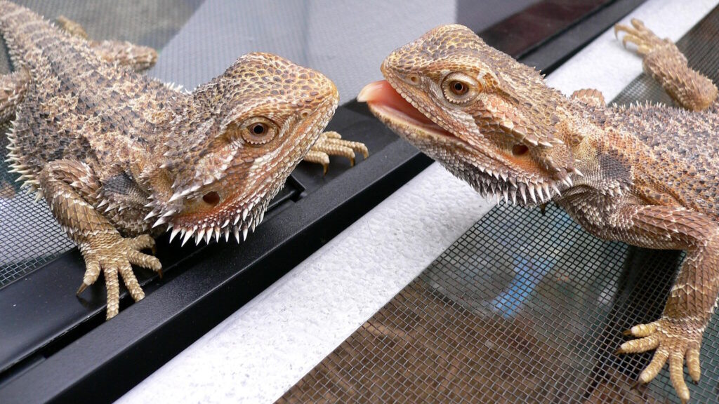 Two Australian bearded dragons face each other on a mesh surface, with one dragon extending its tongue slightly. Their spiked scales and textured skin are clearly visible.