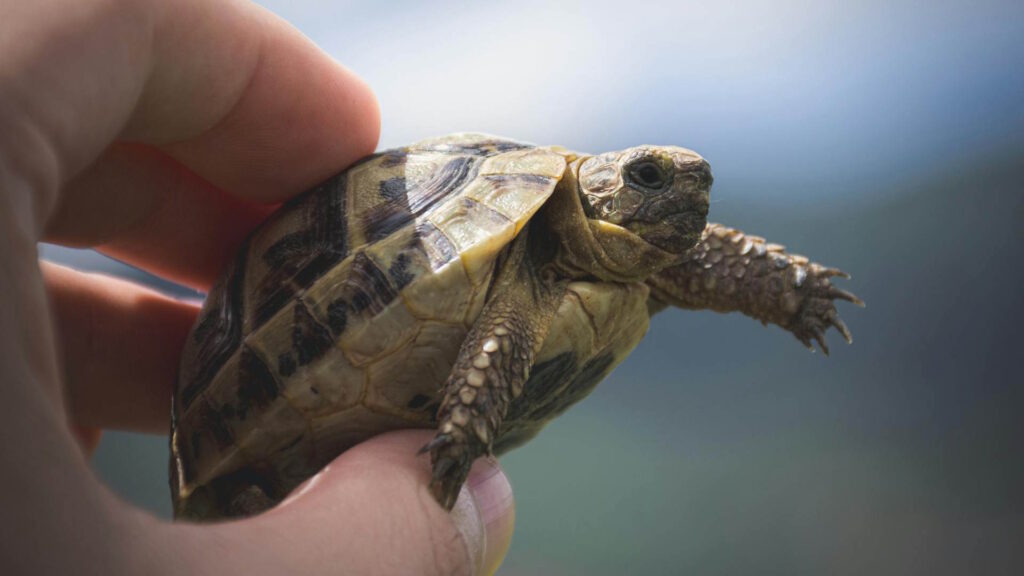 A hand holding a small desert tortoise with a soft shell and extended limbs against a blurred natural background.