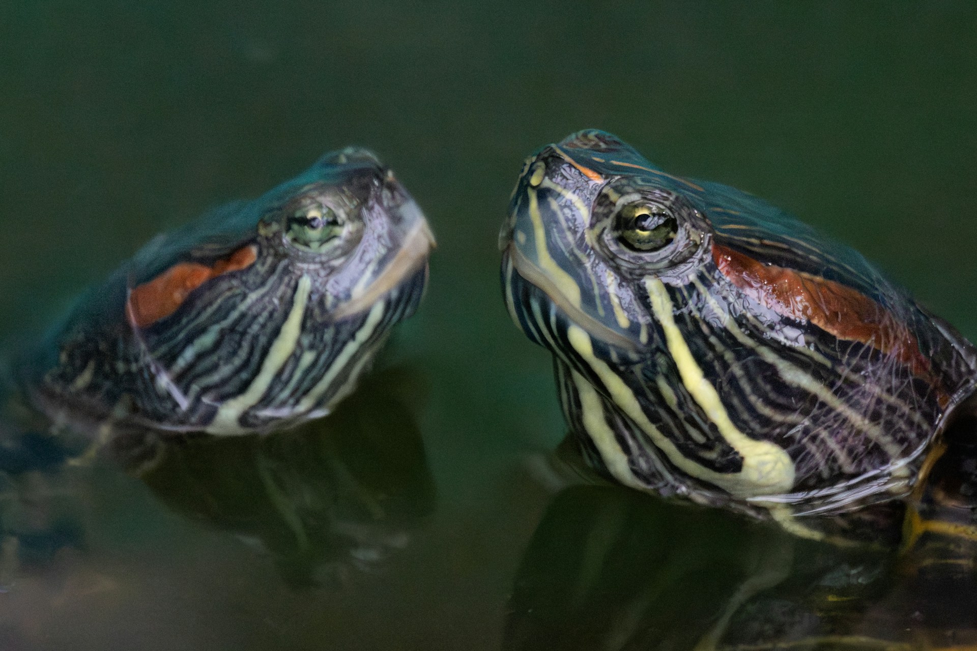 Two turtles gaze at each other in clear water, showcasing their curious interaction in a serene aquatic environment.