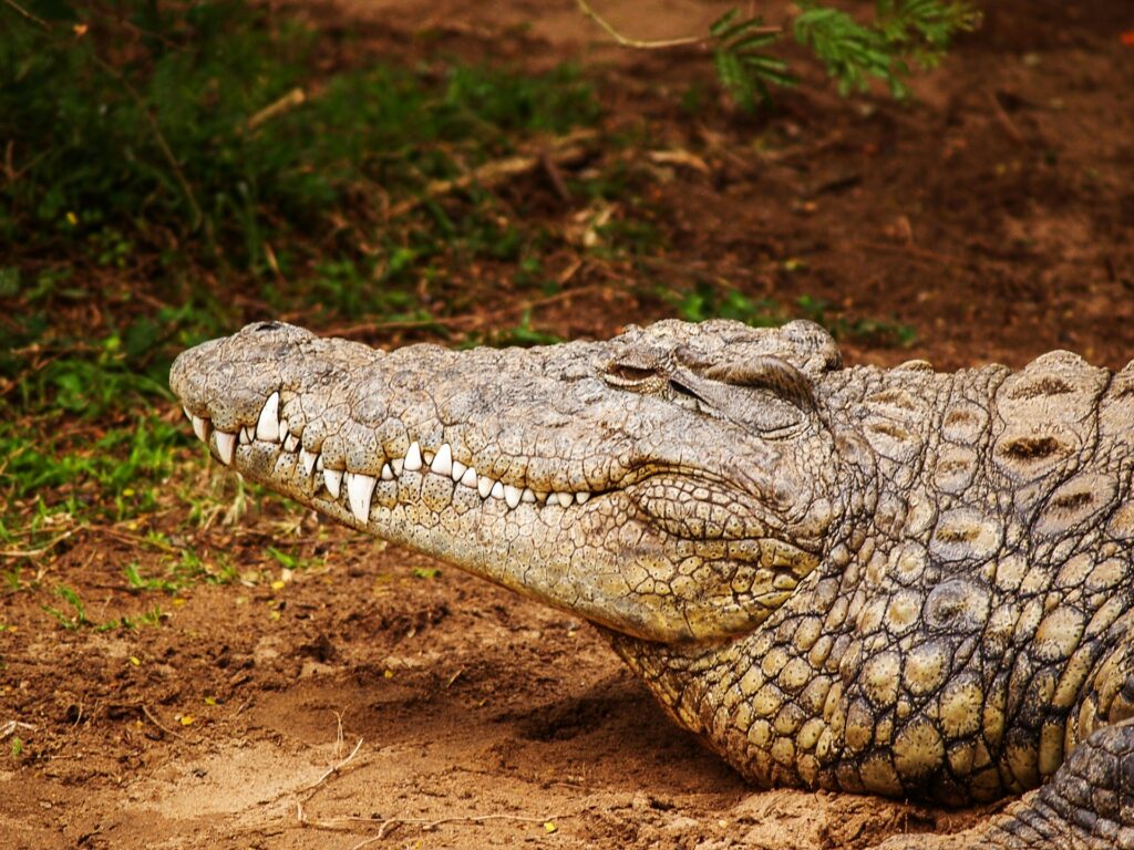 A massive crocodile sprawls on the ground, its textured skin glistening under the sun in a serene environment.
