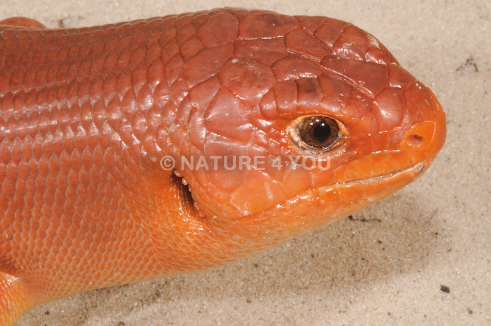 Great Desert Skink