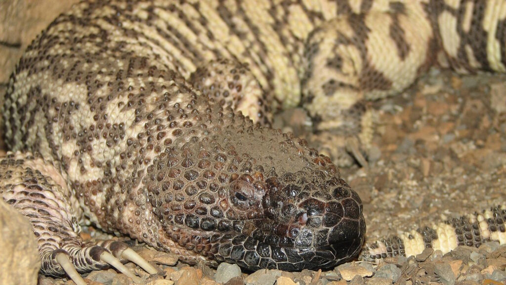 A close-up of a Mexican beaded lizard lying on rocky ground, showcasing its bumpy, textured scales and thick, dark head.