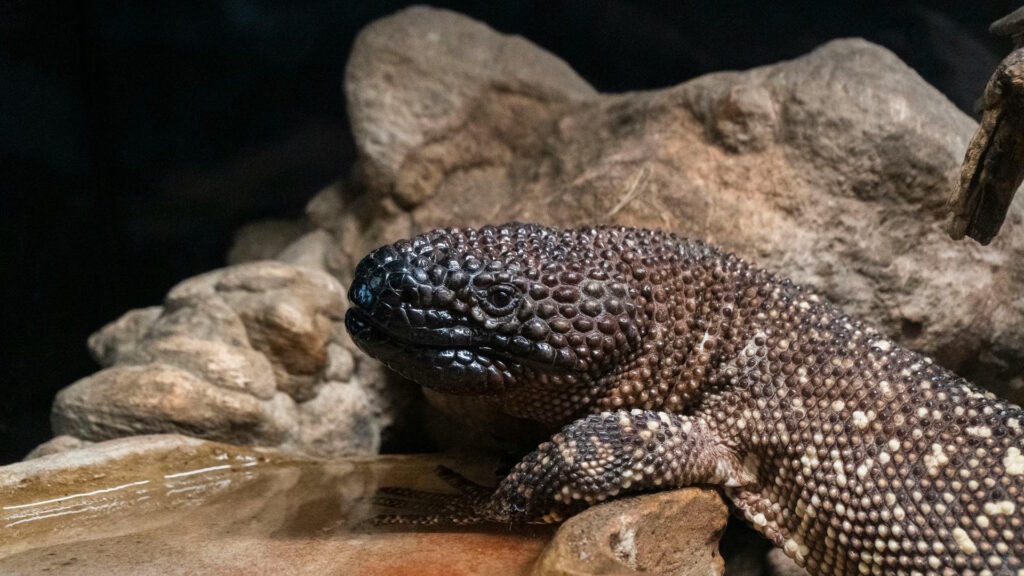 A detailed close-up of a beaded lizard resting on rocks, showcasing its unique scales.