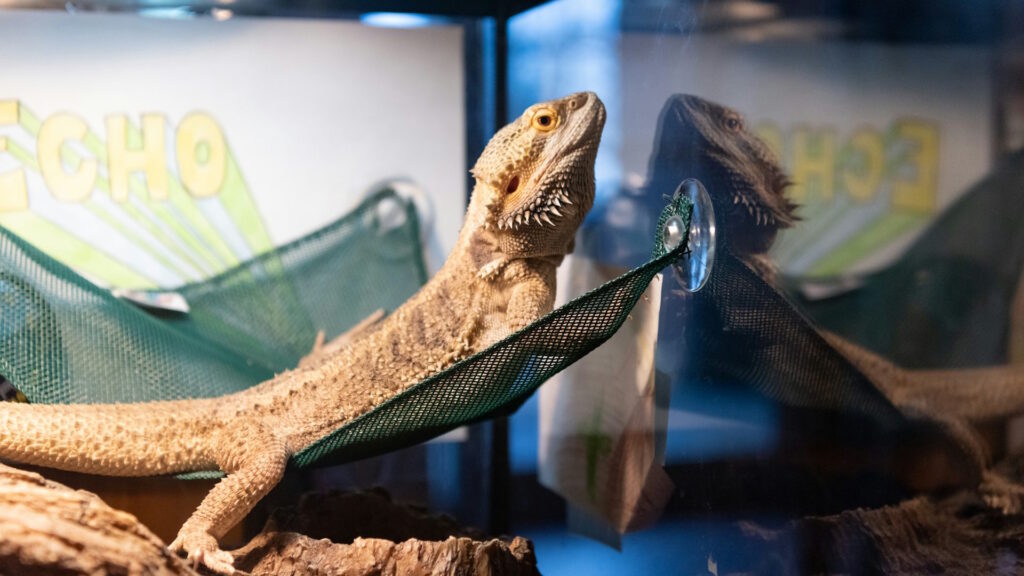 A bearded dragon lounging on a log in a glass terrarium, surrounded by decorative plants and substrate