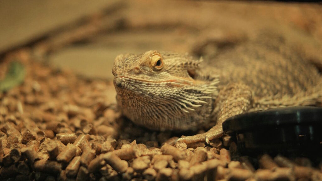 Captivating close-up of a bearded dragon resting on a substrate in an indoor terrarium.