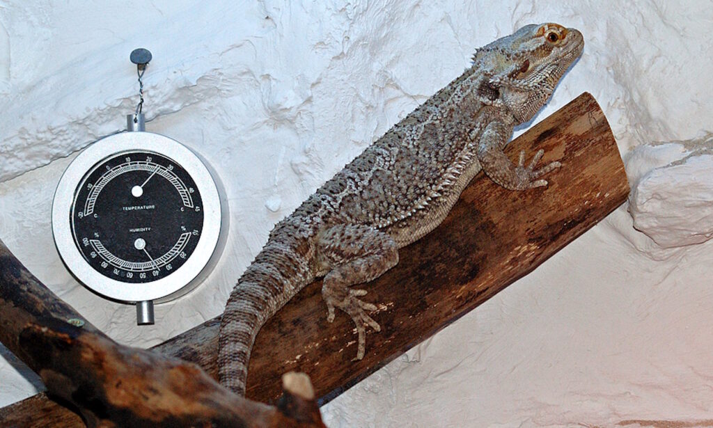 Bearded dragon lounging on a wooden branch beside a mounted black and silver hygrometer and thermometer inside a white-walled terrarium.