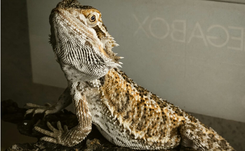 Bearded dragon perched on a branch, looking alert and calm inside its enclosure.
