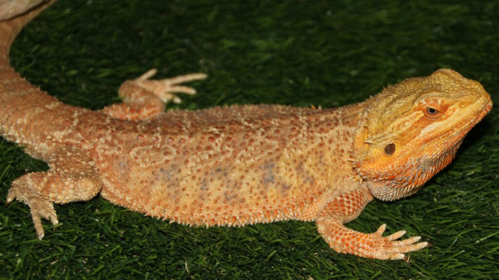 A bearded dragon with orange and tan scales lying alert on artificial grass, its body slightly raised and head lifted.
