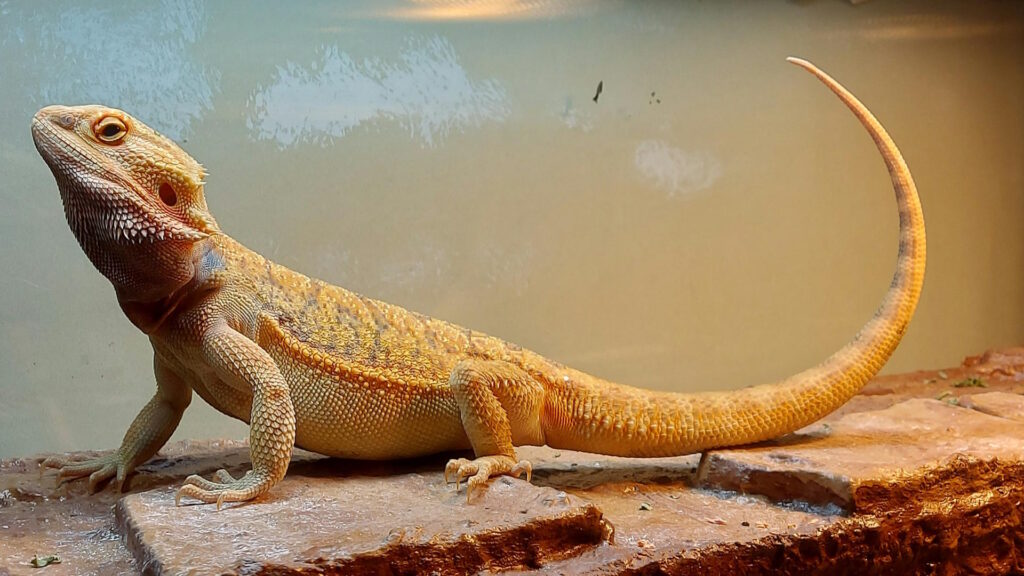 A bearded dragon stands alert on a textured stone platform inside its enclosure, with its tail arched high and head slightly raised under the warm glow of the habitat lighting.