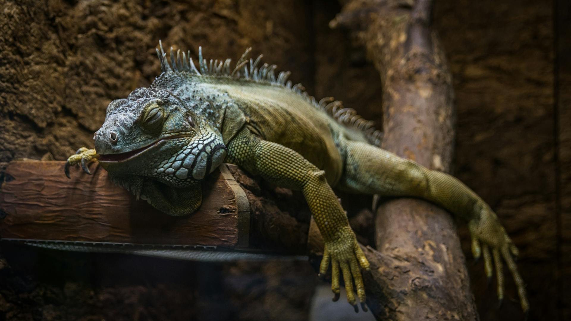 A bearded dragon rests among rocks