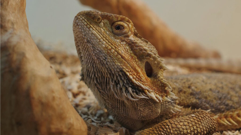 Bearded dragon lying relaxed on substrate with neutral body posture in a terrarium.