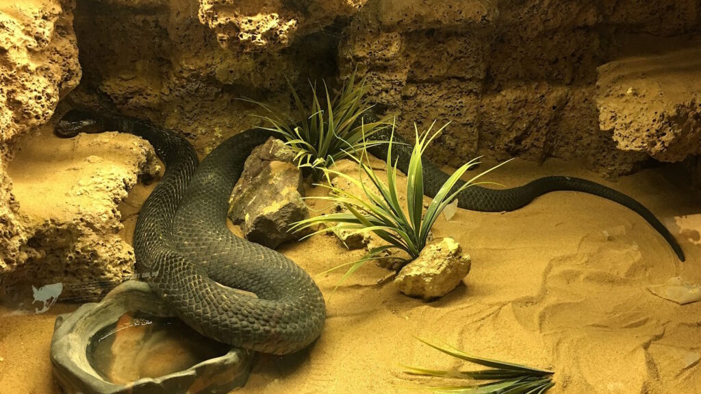 A black snake, likely a cobra, rests in a desert-themed enclosure with sandy substrate, artificial plants, rocks, and a shallow water dish.
