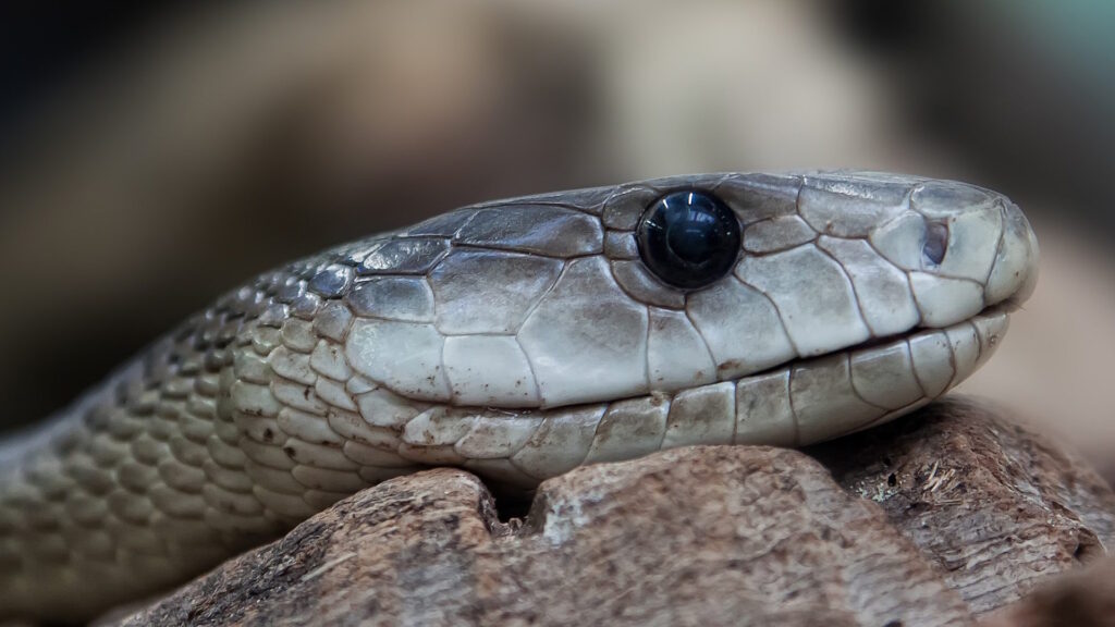 Detailed close-up of a black mamba's head and scales