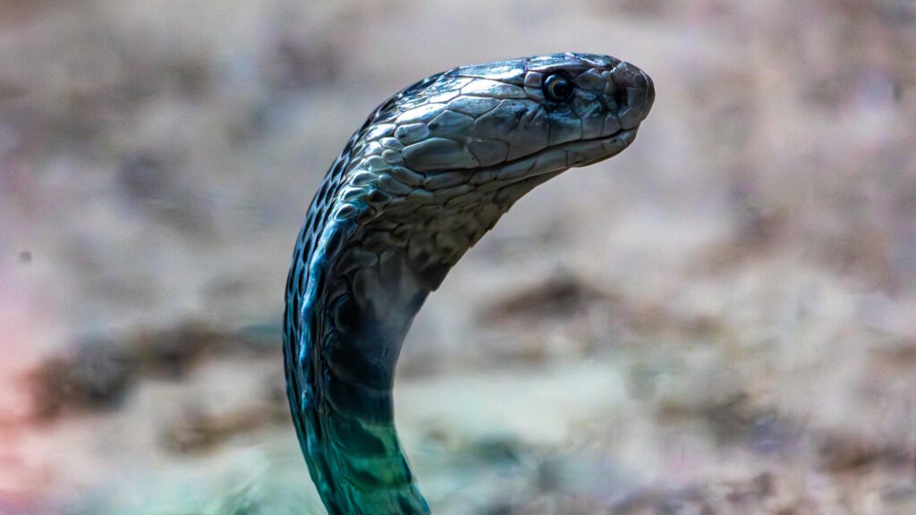 Closeup of Black Mamba snake showcasing its detailed scales in natural light.