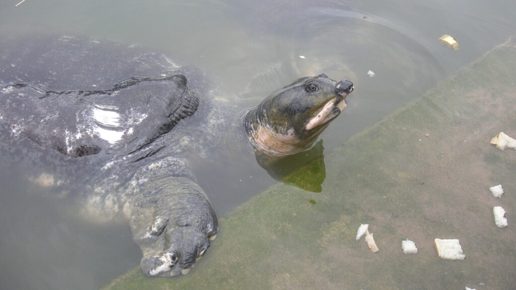 A Black Softshell Turtle (Nilssonia nigricans) emerges from the water at the edge of a pond, reaching toward floating pieces of bread.