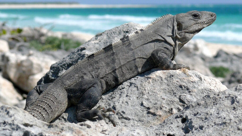 A Black Spiny-tailed Iguana (Ctenosaura similis) perched on a rock, displaying its spiny tail and rough, textured skin.