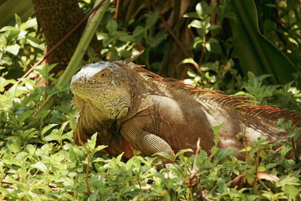 A large green lizard blending into foliage, emphasizing its vibrant color and unique texture among the surrounding leaves.