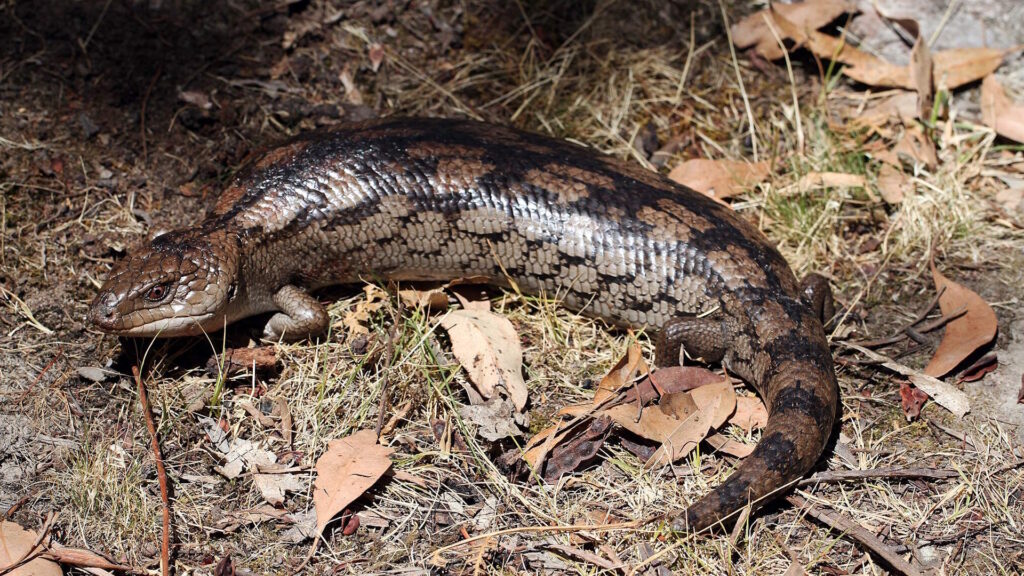 Alt text: A blotched blue-tongue lizard (Tiliqua nigrolutea) lies on a grassy patch of ground scattered with brown leaves.