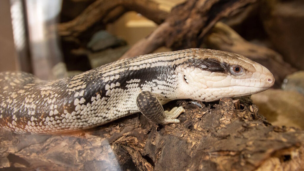 A blue-tongued skink with patterned scales rests on a textured piece of bark inside a terrarium.