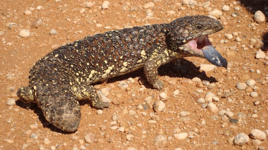 Blue-tongued skink in New South Wales, Australia, lying on the ground.