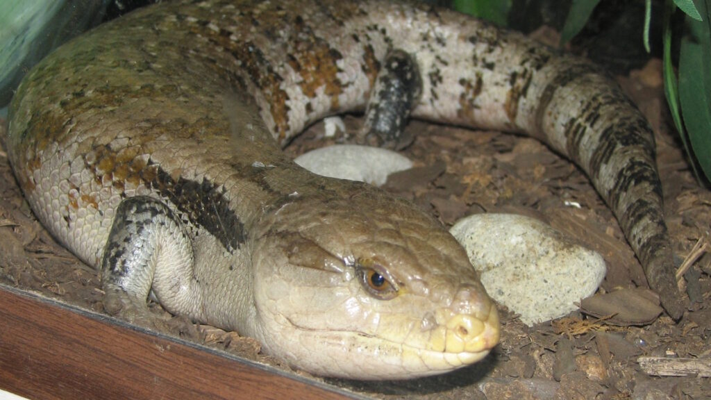 A close-up view of a blue-tongued skink resting in a terrarium.
