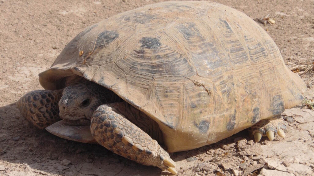 A desert tortoise resting on sunlit, dusty ground, partially withdrawn into its shell.