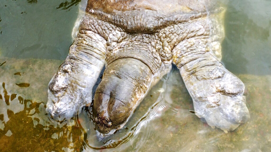 Close-up of a Black Softshell Turtle (Nilssonia nigricans) in shallow water, showing its wrinkled neck and forelimbs.