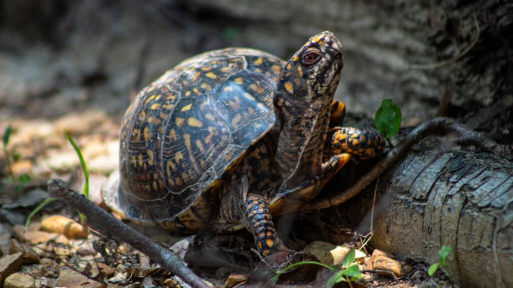 Eastern box turtle in a forest setting, climbing over roots with its colorful, patterned shell.