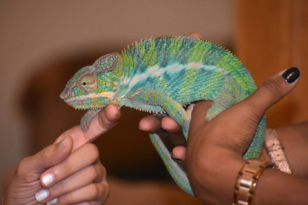 A person gently holds a vibrant green and blue chameleon, showcasing its unique colors and textures against their hand.