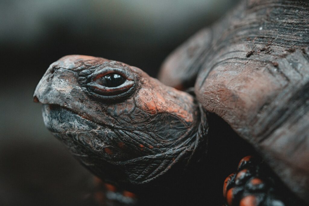 Close-up of a turtle with its head turned sideways, showcasing its textured shell and inquisitive expression.