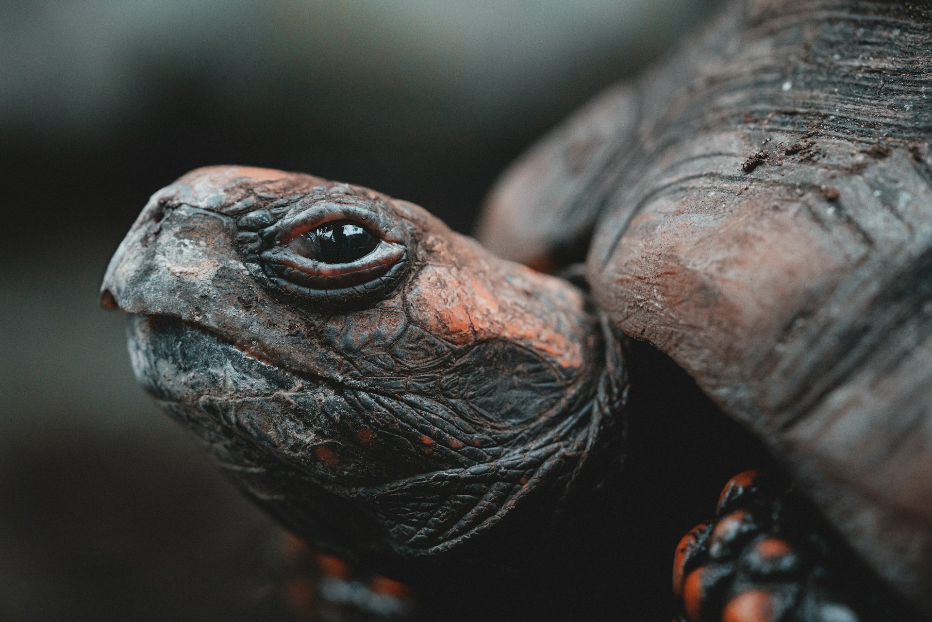 How to Tell If Your Turtle Is Sick Warning Signs to Watch For