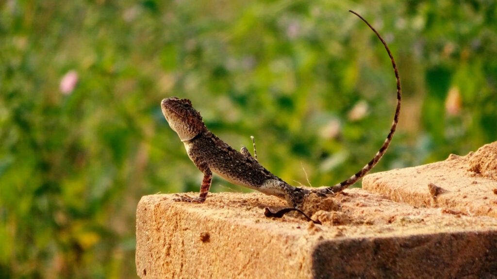 A lizard perched on a sunlit rock, arching its back and tail upwards