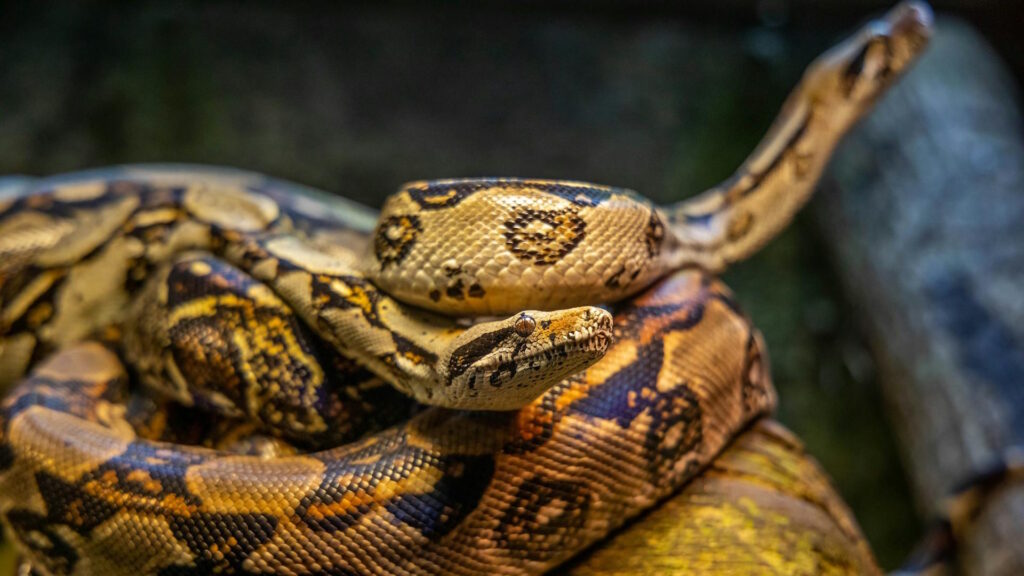 Detailed close-up of a vivid boa constrictor showcasing intricate scale patterns in natural habitat.