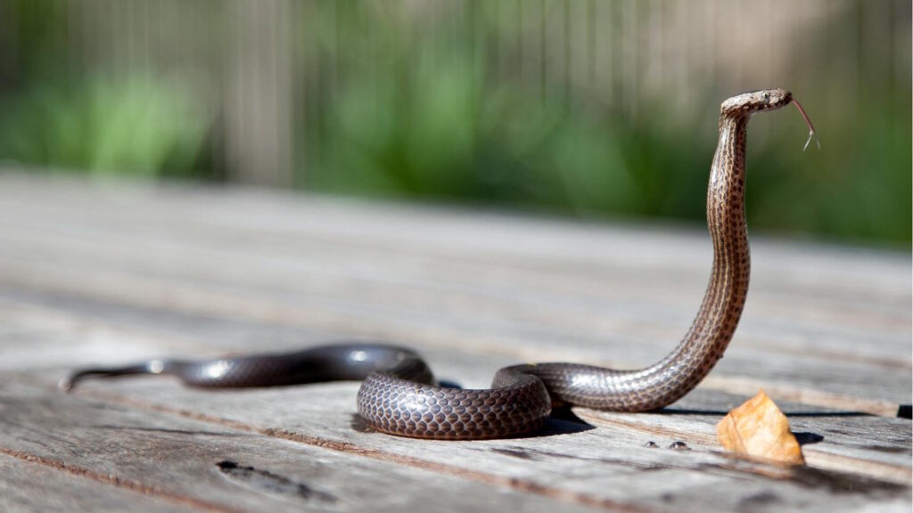 Brown snake with raised body and forked tongue on wooden surface outdoors.