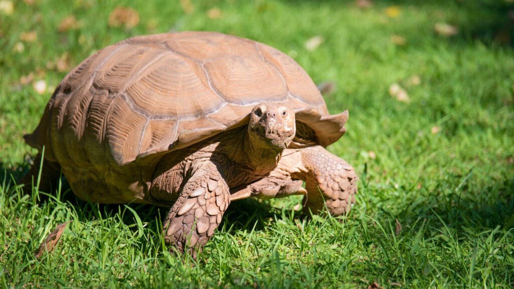 brown tortoise walking on lawn under sunny sky,