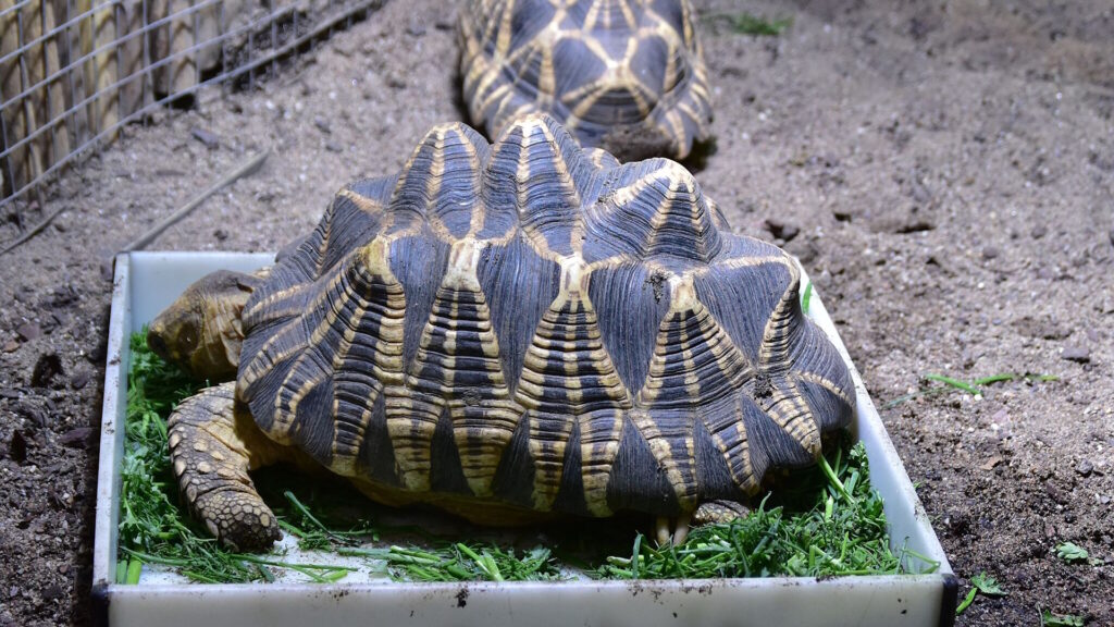 A Burmese star tortoise with a distinctively patterned shell rests in a tray filled with leafy greens, set on sandy ground in a controlled enclosure.